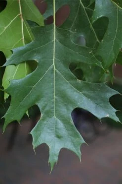 Shumard Red Oak Tree (Quercus Shumardii) - 1 Gallon Pot -Wilson Bros Gardens Shop quercus shumardii shumard red oak 7 1