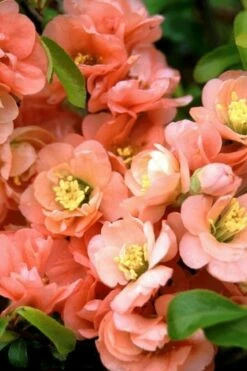 Cameo Flowering Quince - 2 Gallon Pot 8 Cameo Flowering Quince - 2 Gallon Pot -Wilson Bros Gardens Shop quince cameo bloom 1