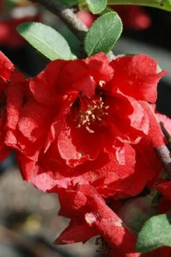 Iwai Nishiki Red Flowering Quince - 3 Gallon Pot -Wilson Bros Gardens Shop quince iwai nishiki