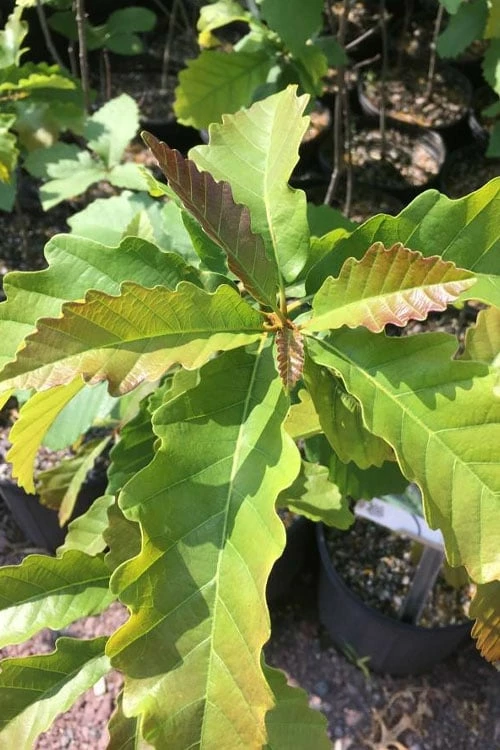 Chestnut Oak Tree (Quercus Prinus) - 3 Gallon Pot 4 Chestnut Oak Tree (Quercus Prinus) - 3 Gallon Pot - Image 4