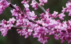 Eastern Redbud - 1 Gallon Pot -Wilson Bros Gardens Shop redbud Eastern Tree Flowers 4