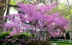 Eastern Redbud - 1 Gallon Pot -Wilson Bros Gardens Shop redbud Eastern Tree In Bloom 4