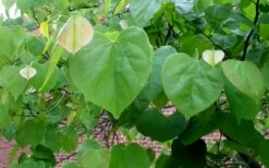 Eastern Redbud - 1 Gallon Pot -Wilson Bros Gardens Shop redbud Eastern Tree Leaves Foliage 4