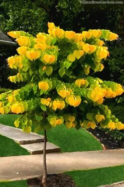 The Rising Sun Redbud Tree - 7 Gallon Pot (3-4') -Wilson Bros Gardens Shop redbud rising sun 52 3