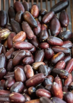 Red Finger Lime (Citrus Australasica) -Wilson Bros Gardens Shop redfingerlimefruittreeliveplantforsalesowexotic 2