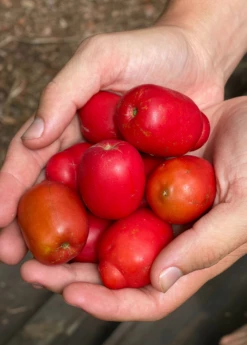 Jocote, Red (Spondias Purpurea)