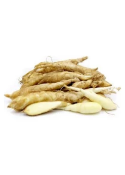 Arrowroot (Maranta Arundinacea) -Wilson Bros Gardens Shop regulararrowrootMarantaarundinacea