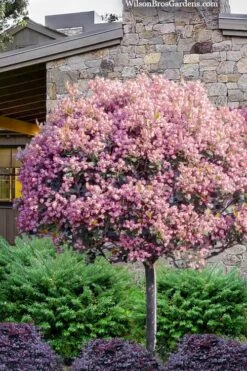 Rosalinda Indian Hawthorn Single Trunk Tree - 7 Gallon Pot (6-7')