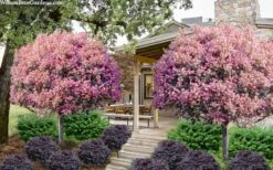 Rosalinda Indian Hawthorn Single Trunk Tree - 7 Gallon Pot (6-7') 8 Rosalinda Indian Hawthorn Single Trunk Tree - 7 Gallon Pot (6-7') -Wilson Bros Gardens Shop rhaphiolepis rosalind majestic beauty indian hawthorn tree 8