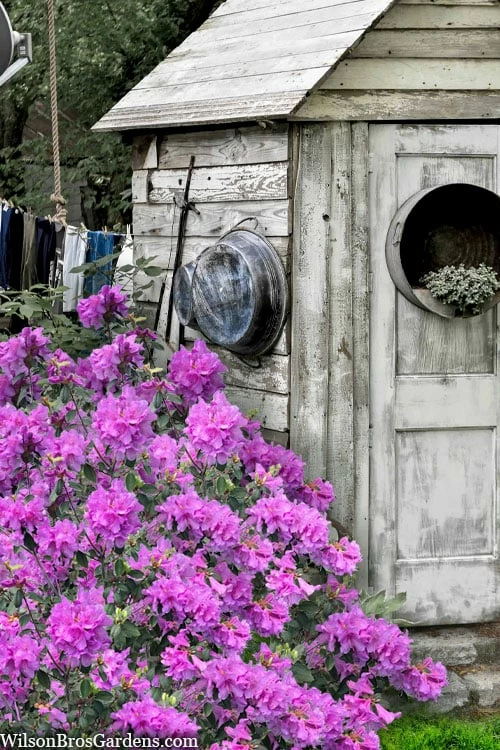 Abbey's Re-View Evergreen Native Azalea - 3 Gallon Pot 1 Abbey's Re-View Evergreen Native Azalea - 3 Gallon Pot