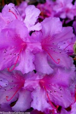 Abbey's Re-View Evergreen Native Azalea - 3 Gallon Pot 11 Abbey's Re-View Evergreen Native Azalea - 3 Gallon Pot -Wilson Bros Gardens Shop rhododendron abbeys review evergreen native azalea 3