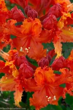 Admiral Frank Buchanan Native Azalea (Rhododendron) - 3 Gallon Pot