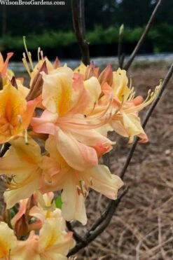Al Curry Azalea (Rhododendron) - 3 Gallon Pot