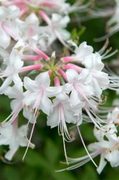 White Alabama Native Azalea (Rhododendron Alabamense) - 3 Gallon Pot -Wilson Bros Gardens Shop rhododendron alabamense alabama native azalea 3