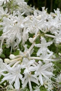 White Alabama Native Azalea (Rhododendron Alabamense) - 3 Gallon Pot