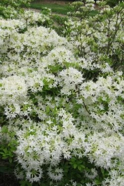 White Alabama Native Azalea (Rhododendron Alabamense) - 3 Gallon Pot -Wilson Bros Gardens Shop rhododendron alabamense alabama native azalea 6