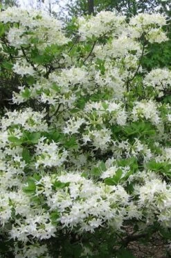White Alabama Native Azalea (Rhododendron Alabamense) - 3 Gallon Pot -Wilson Bros Gardens Shop rhododendron alabamense alabama native azalea 8