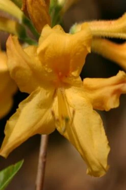 Appalachian Gold Aromi Azalea (Rhododendron Hybrid) - 3 Gallon Pot