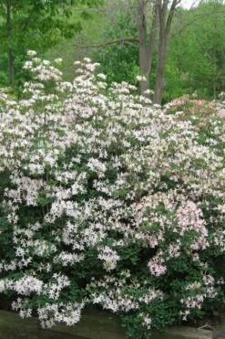 Coastal Azalea (Rhododendron Atlanticum) - 3 Gallon Pot -Wilson Bros Gardens Shop rhododendron atlanticum coastal azalea 1