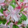 Coastal Azalea (Rhododendron Atlanticum) - 3 Gallon Pot