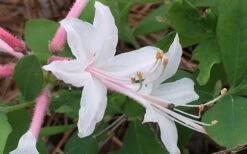 Coastal Azalea (Rhododendron Atlanticum) - 3 Gallon Pot -Wilson Bros Gardens Shop rhododendron atlanticum coastal azalea 8