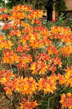 Florida Flame Native Azalea (Rhododendron Austrinum) - 3 Gallon Pot