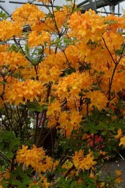 Florida Flame Native Azalea (Rhododendron Austrinum) - 3 Gallon Pot -Wilson Bros Gardens Shop rhododendron austrinum florida flame native azalea 4