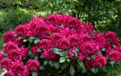 Besse Howells Rhododendron - 3 Gallon Pot -Wilson Bros Gardens Shop rhododendron besse howells 6