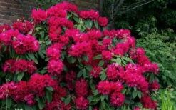 Besse Howells Rhododendron - 3 Gallon Pot -Wilson Bros Gardens Shop rhododendron besse howells 7