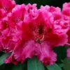 Besse Howells Rhododendron - 3 Gallon Pot