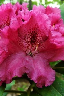 Besse Howells Rhododendron - 3 Gallon Pot -Wilson Bros Gardens Shop rhododendron bessie howells 100