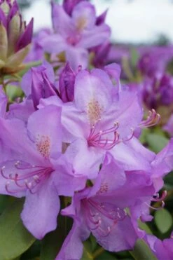 Boursault Catawba Rhododendron - 3 Gallon Pot -Wilson Bros Gardens Shop rhododendron boursault 4