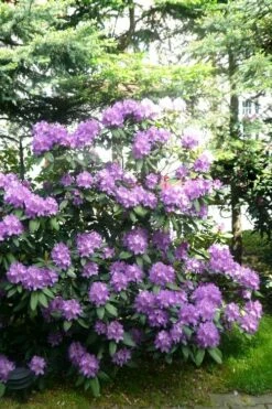 Boursault Catawba Rhododendron - 3 Gallon Pot -Wilson Bros Gardens Shop rhododendron boursault 6