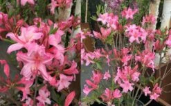 Candy Lights Cold Hardy Azalea (Rhododendron) - 3 Gallon Pot -Wilson Bros Gardens Shop rhododendron candy lights azalea 11
