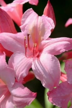 Candy Lights Cold Hardy Azalea (Rhododendron) - 3 Gallon Pot -Wilson Bros Gardens Shop rhododendron candy lights azalea 7
