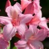 Candy Lights Cold Hardy Azalea (Rhododendron) - 3 Gallon Pot