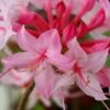 Candy Striper Native Azalea - Rhododendron Canescens - 3 Gallon Pot