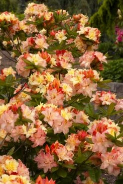 Cannon's Double Exbury Azalea (Rhdodendron) - 2 Gallon Pot -Wilson Bros Gardens Shop rhododendron cannons double azalea 3