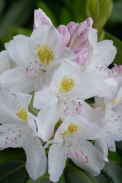 White Catawba Rhododendron - 1 Gallon Pot