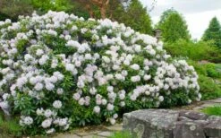 White Catawba Rhododendron - 3 Gallon Pot 8 White Catawba Rhododendron - 3 Gallon Pot -Wilson Bros Gardens Shop rhododendron catawbiense album white catawba 3 1
