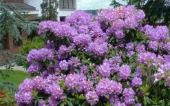 Grandiflorum Catawba Rhododendron - 3 Gallon Pot -Wilson Bros Gardens Shop rhododendron catawbiense grandiflorum 1 1