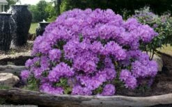 Grandiflorum Catawba Rhododendron - 3 Gallon Pot -Wilson Bros Gardens Shop rhododendron catawbiense grandiflorum 101 1