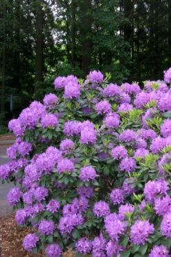 Grandiflorum Catawba Rhododendron - 3 Gallon Pot -Wilson Bros Gardens Shop rhododendron catawbiense grandiflorum 6 1