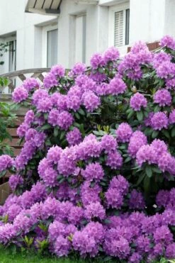 Grandiflorum Catawba Rhododendron - 3 Gallon Pot -Wilson Bros Gardens Shop rhododendron catawbiense grandiflorum 7 1