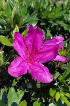 Congo Purple Azalea - 3 Gallon Pot -Wilson Bros Gardens Shop rhododendron congo robin hill hybrid azalea 3