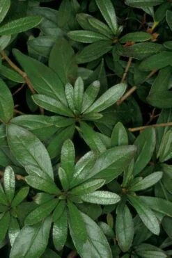 Congo Purple Azalea - 3 Gallon Pot -Wilson Bros Gardens Shop rhododendron congo robin hill hybrid azalea 4