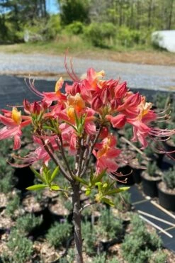 Cotton Candy Native Azalea (Rhododendron) - 3 Gallon Pot -Wilson Bros Gardens Shop rhododendron cotton candy native azalea 1