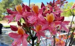 Cotton Candy Native Azalea (Rhododendron) - 3 Gallon Pot -Wilson Bros Gardens Shop rhododendron cotton candy native azalea 5