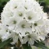Milky Way Rhododendron - 2 Gallon Pot