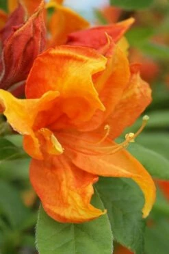 Golden Eagle Azalea (Rhododendron) - 3 Gallon Pot